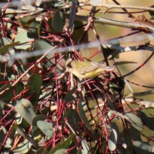 Smicrornis brevirostris at Googong, NSW - 15 May 2020