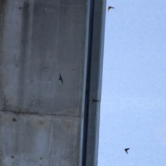 Hirundo neoxena (Welcome Swallow) at Googong Foreshore - 15 May 2020 by RodDeb