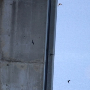 Hirundo neoxena at Googong, NSW - 15 May 2020 12:22 PM