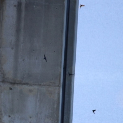 Hirundo neoxena (Welcome Swallow) at Googong Reservoir - 15 May 2020 by RodDeb