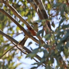 Ptilotula penicillata (White-plumed Honeyeater) at Googong Reservoir - 15 May 2020 by RodDeb