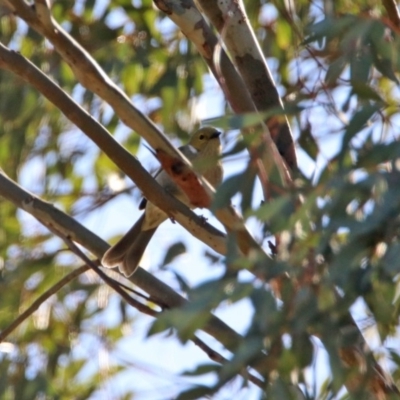 Ptilotula penicillata (White-plumed Honeyeater) at Googong Reservoir - 15 May 2020 by RodDeb