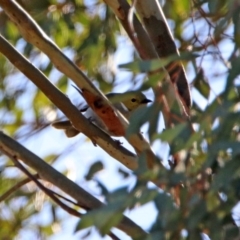 Ptilotula penicillata at Googong, NSW - 15 May 2020