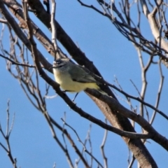 Acanthiza chrysorrhoa (Yellow-rumped Thornbill) at Googong Foreshore - 15 May 2020 by RodDeb