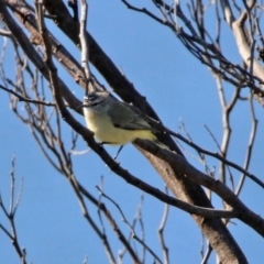 Acanthiza chrysorrhoa (Yellow-rumped Thornbill) at Googong Reservoir - 15 May 2020 by RodDeb