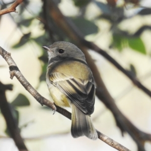 Pachycephala pectoralis at Kambah, ACT - 16 May 2020