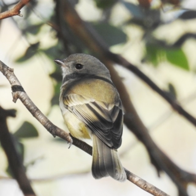 Pachycephala pectoralis (Golden Whistler) at Kambah, ACT - 16 May 2020 by HelenCross