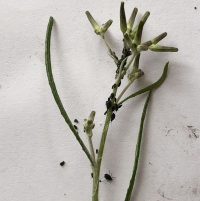 Aphididae (family) (Unidentified aphid) at Hughes Garran Woodland - 16 May 2020 by ruthkerruish