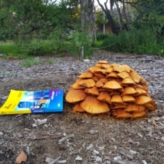 Gymnopilus junonius (Spectacular Rustgill) at Hawker, ACT - 16 May 2020 by Shell.S.