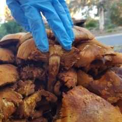 Gymnopilus junonius at Hawker, ACT - 16 May 2020