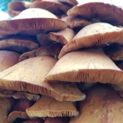 Gymnopilus junonius at Hawker, ACT - 16 May 2020