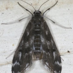 Hygraula nitens (Pond Moth) at Ainslie, ACT - 29 Nov 2019 by jbromilow50