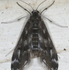 Hygraula nitens (Pond Moth) at Ainslie, ACT - 29 Nov 2019 by jb2602