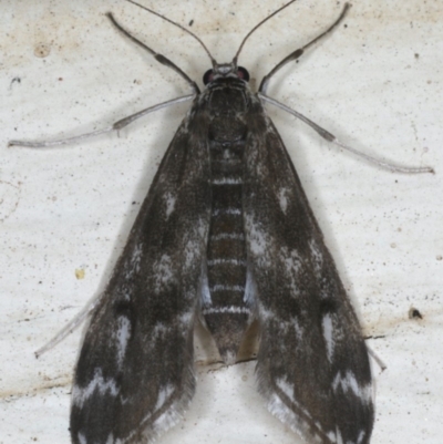 Hygraula nitens (Pond Moth) at Ainslie, ACT - 29 Nov 2019 by jb2602