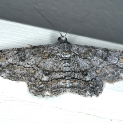 Cleora displicata (A Cleora Bark Moth (Boarmiini) at Ainslie, ACT - 29 Nov 2019 by jb2602