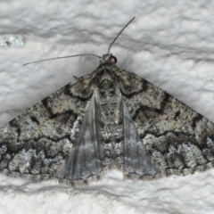 Lipogya exprimataria (Jagged Bark Moth) at Ainslie, ACT - 29 Nov 2019 by jbromilow50
