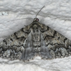 Lipogya exprimataria (Jagged Bark Moth) at Ainslie, ACT - 29 Nov 2019 by jb2602