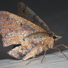 Rhinodia rostraria (Necklace Geometrid) at Ainslie, ACT - 29 Nov 2019 by jb2602