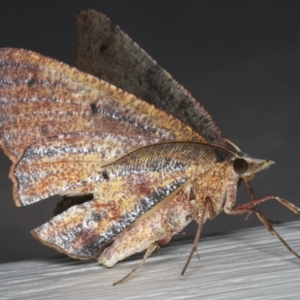 Rhinodia rostraria at Ainslie, ACT - 29 Nov 2019 10:29 PM