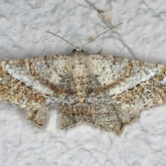 Dissomorphia australiaria (Dashed Geometrid, Ennominae) at Ainslie, ACT - 29 Nov 2019 by jbromilow50