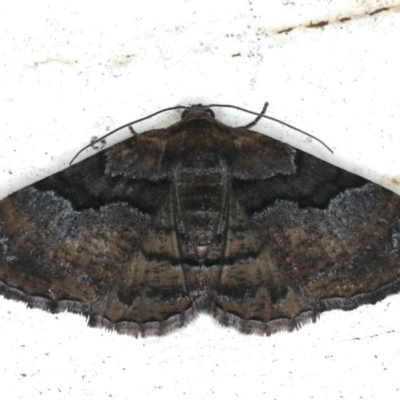 Aporoctena undescribed species (A Geometrid moth (Ennominae)) at Ainslie, ACT - 29 Nov 2019 by jb2602