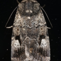 Thoracolopha verecunda (A Noctuid moth (Acronictinae)) at Ainslie, ACT - 29 Nov 2019 by jbromilow50