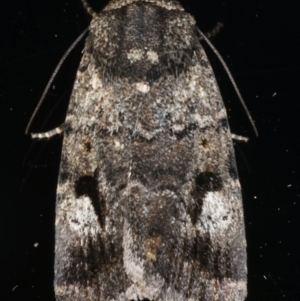 Thoracolopha verecunda at Ainslie, ACT - 29 Nov 2019