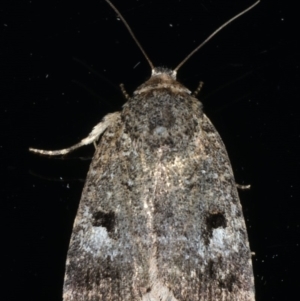 Thoracolopha verecunda at Ainslie, ACT - 29 Nov 2019 08:58 PM