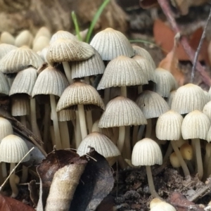 Coprinellus disseminatus at Cook, ACT - 16 May 2020 04:15 PM