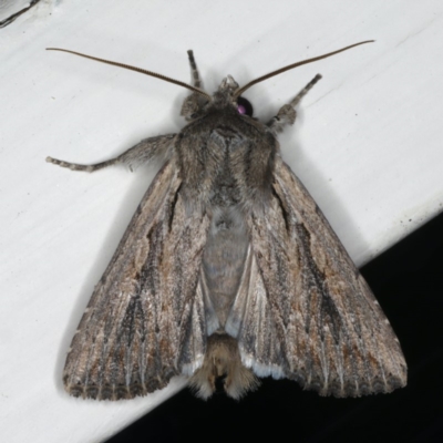 Persectania ewingii (Southern Armyworm) at Ainslie, ACT - 29 Nov 2019 by jb2602