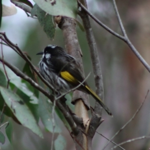 Phylidonyris novaehollandiae at Mongarlowe, NSW - 16 May 2020 12:28 PM