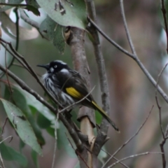 Phylidonyris novaehollandiae at Mongarlowe, NSW - 16 May 2020