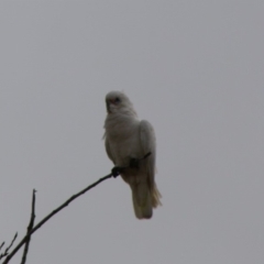 Cacatua sanguinea (Little Corella) at Mongarlowe River - 16 May 2020 by LisaH