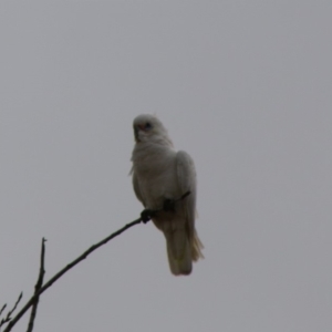 Cacatua sanguinea at Mongarlowe, NSW - 16 May 2020 11:25 AM