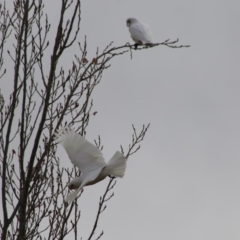 Cacatua sanguinea at Mongarlowe, NSW - 16 May 2020