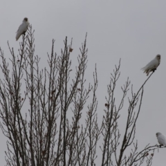 Cacatua sanguinea at Mongarlowe, NSW - 16 May 2020 11:25 AM