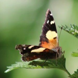 Vanessa itea at Hughes, ACT - 16 May 2020 01:11 PM