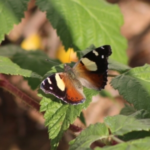 Vanessa itea at Hughes, ACT - 16 May 2020 01:11 PM