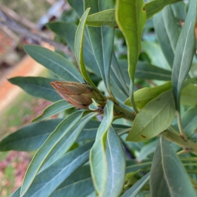 Telopea mongaensis (Monga Waratah) at Mongarlowe, NSW - 16 May 2020 by LisaH
