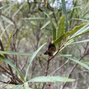 Lomatia myricoides at Mongarlowe, NSW - 16 May 2020