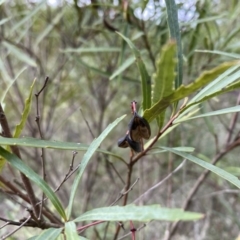 Lomatia myricoides (River Lomatia) at Mongarlowe, NSW - 16 May 2020 by LisaH