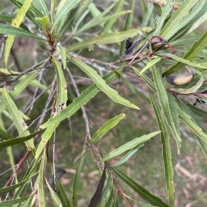 Lomatia myricoides at Mongarlowe, NSW - 16 May 2020