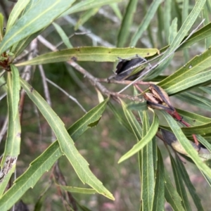 Lomatia myricoides at Mongarlowe, NSW - 16 May 2020