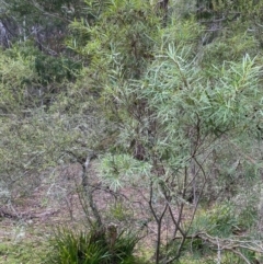 Lomatia myricoides at Mongarlowe, NSW - 16 May 2020