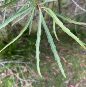 Lomatia myricoides at Mongarlowe, NSW - 16 May 2020