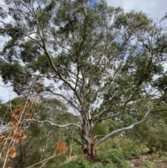 Eucalyptus elata (River Peppermint) at Mongarlowe, NSW - 16 May 2020 by LisaH
