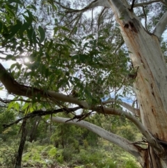 Eucalyptus elata at Mongarlowe, NSW - 16 May 2020 11:56 AM