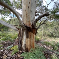 Eucalyptus elata at Mongarlowe, NSW - 16 May 2020