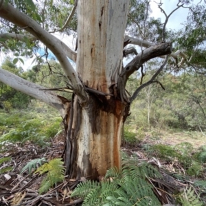Eucalyptus elata at Mongarlowe, NSW - 16 May 2020
