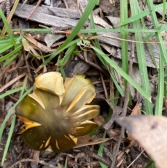 Cortinarius austrovenetus (Green Skinhead) at Mongarlowe River - 16 May 2020 by LisaH